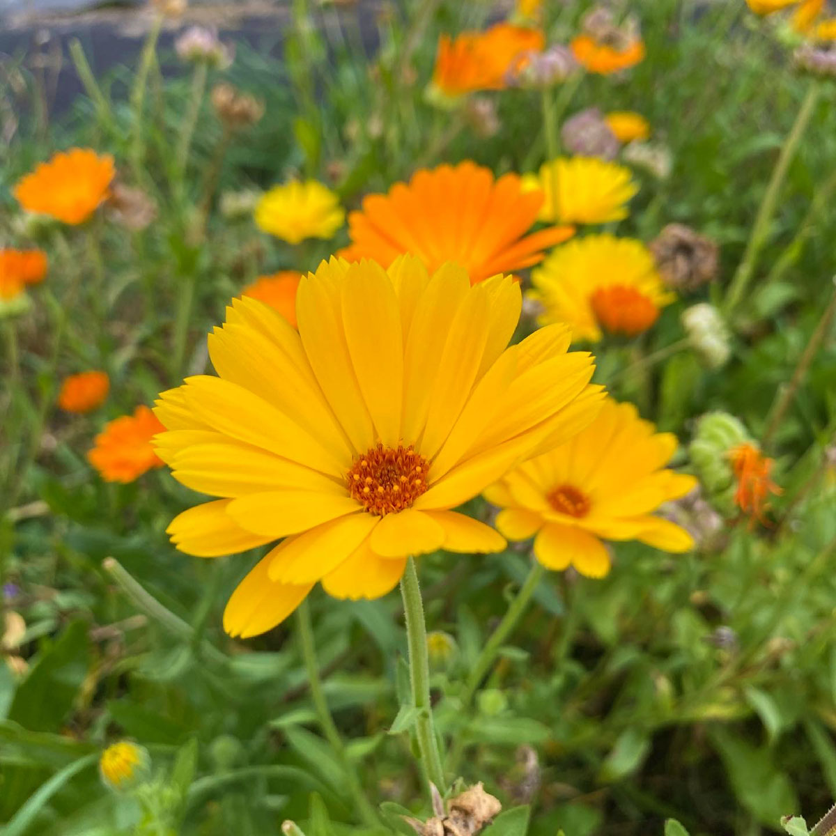 Bulk Herbs – Calendula Blossoms, Dried