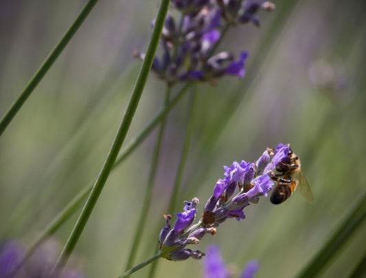 Relax and Restore Collection - Lavender Edition