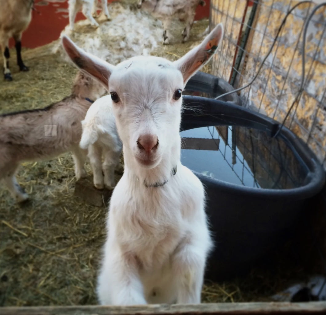 Fat Toad Farm's Original Caramel Sauce