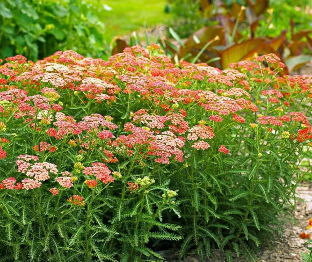 Yarrow Nourishing Skin Cream