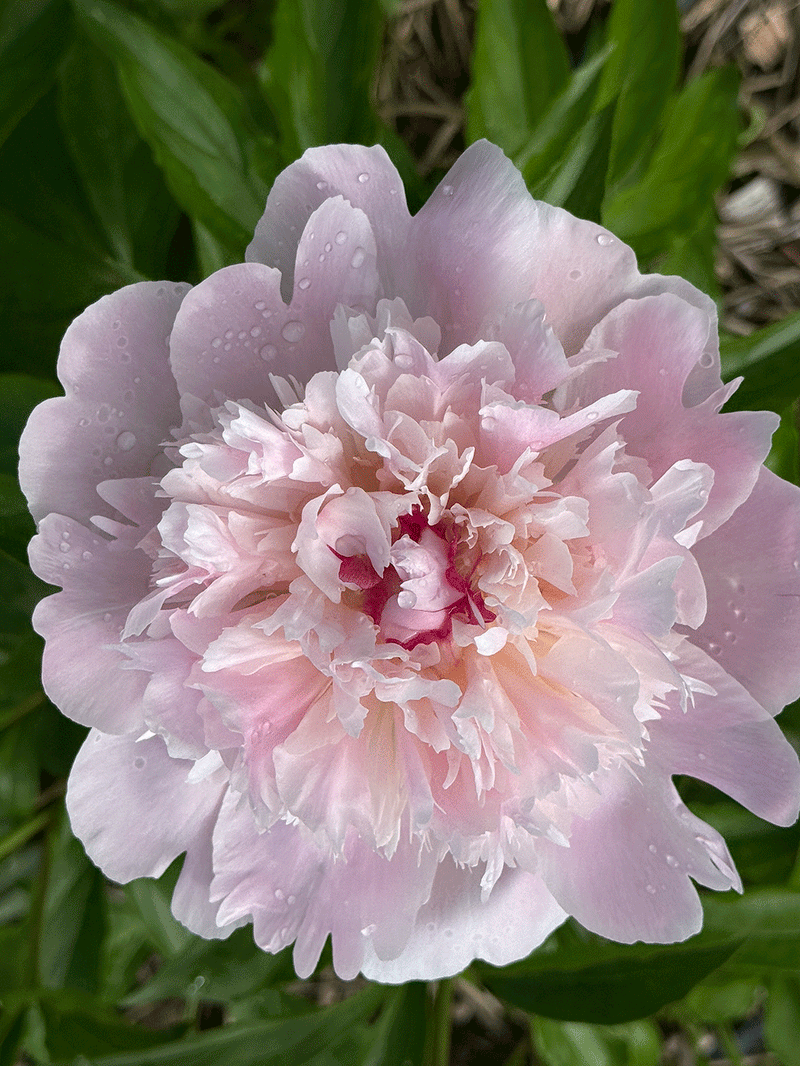 Peonies, Strawberries, and the Sweetness of June