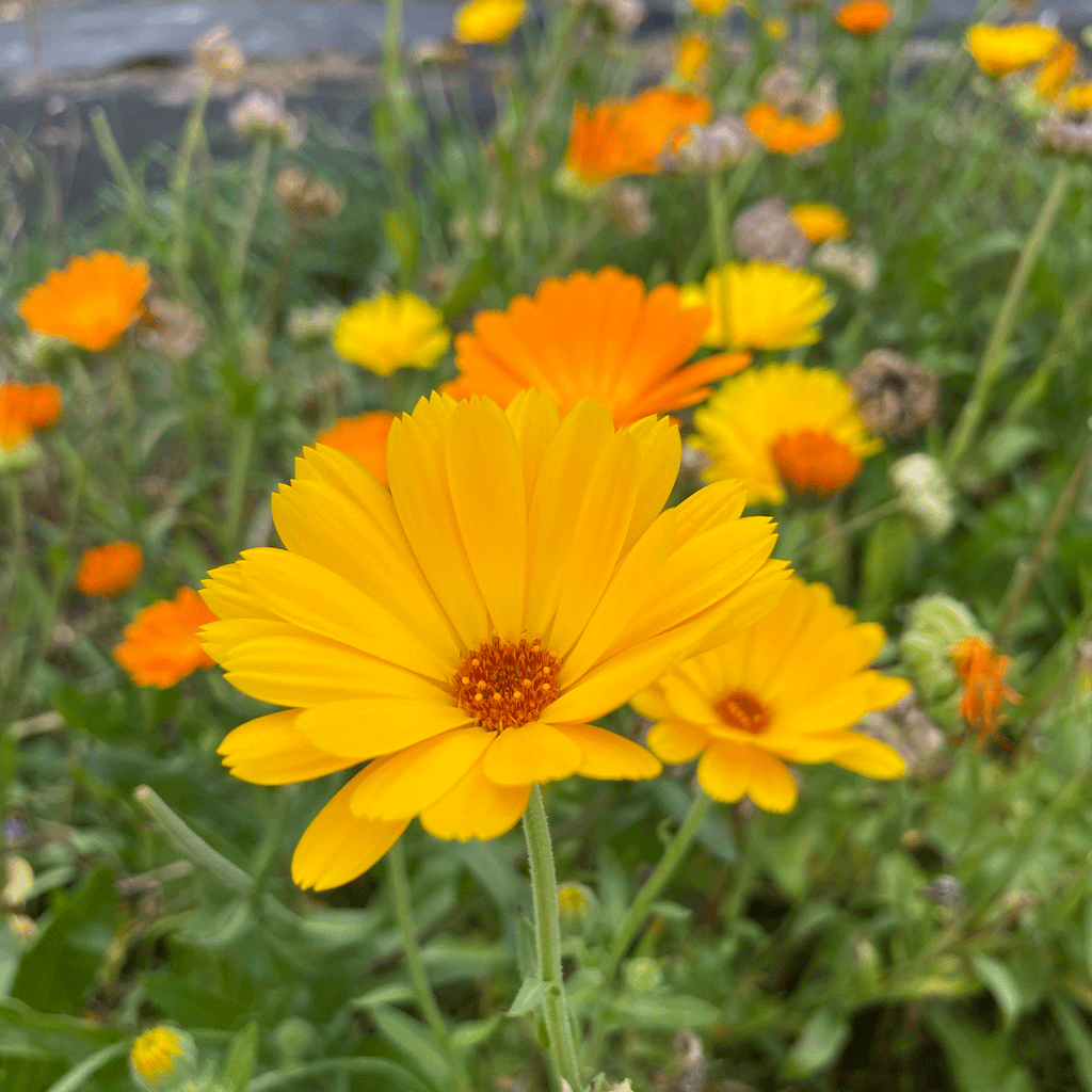 Organic Dried Calendula Blossoms