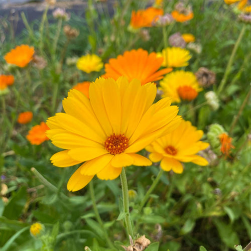 Bulk Herbs – Calendula Blossoms, Dried