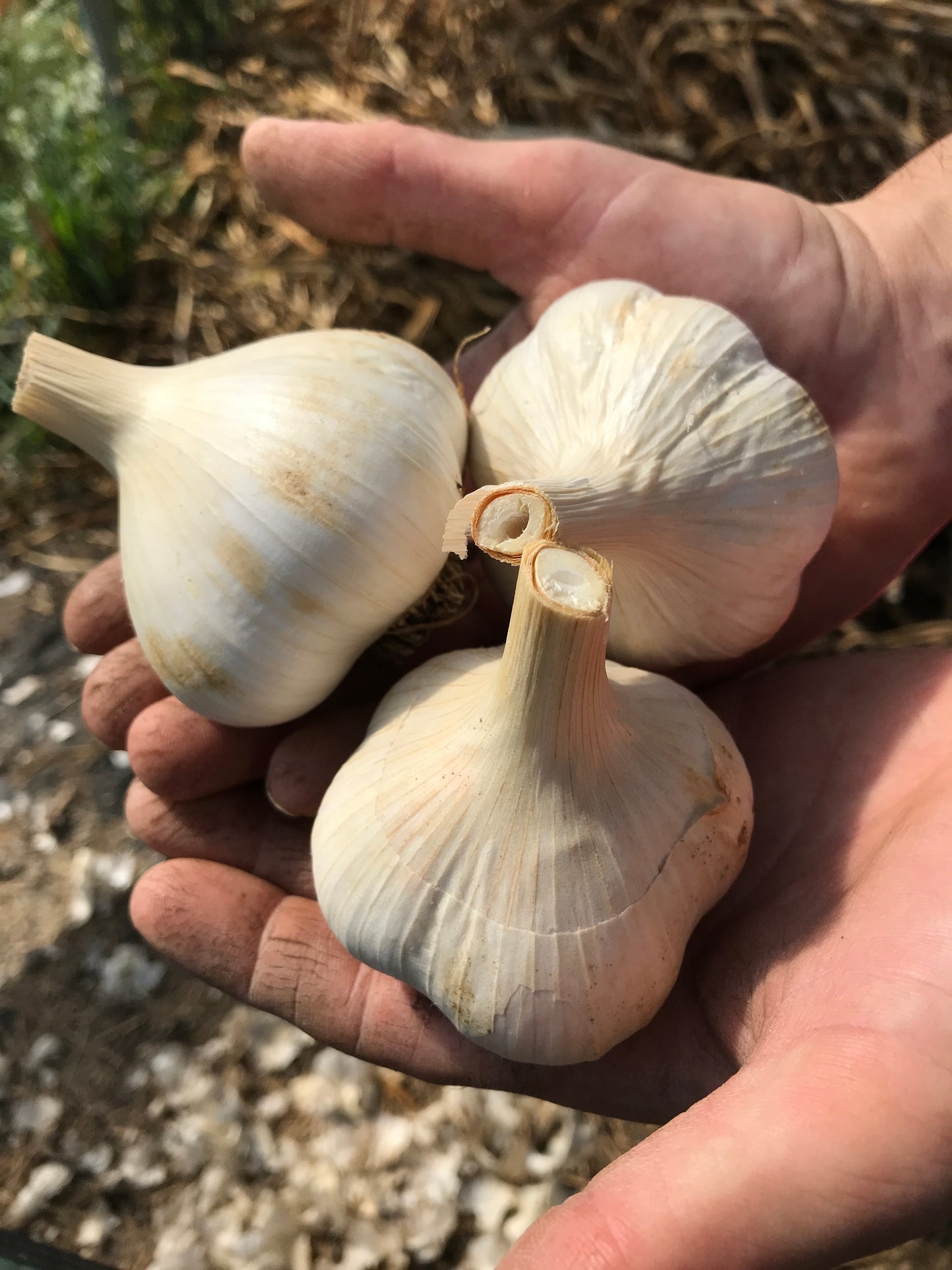 Fresh Heirloom Garlic
