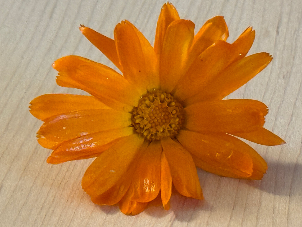 Calendula Lip Balm