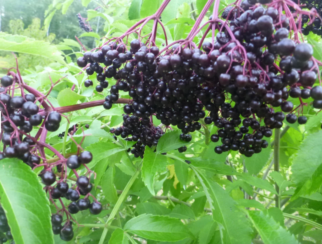 Elderberry Rhubarb Jam