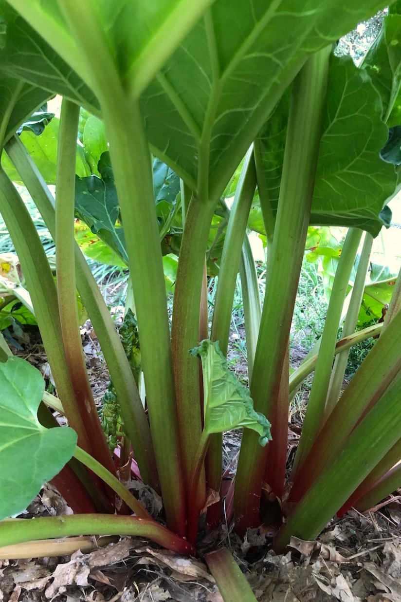 Elderberry Rhubarb Jam