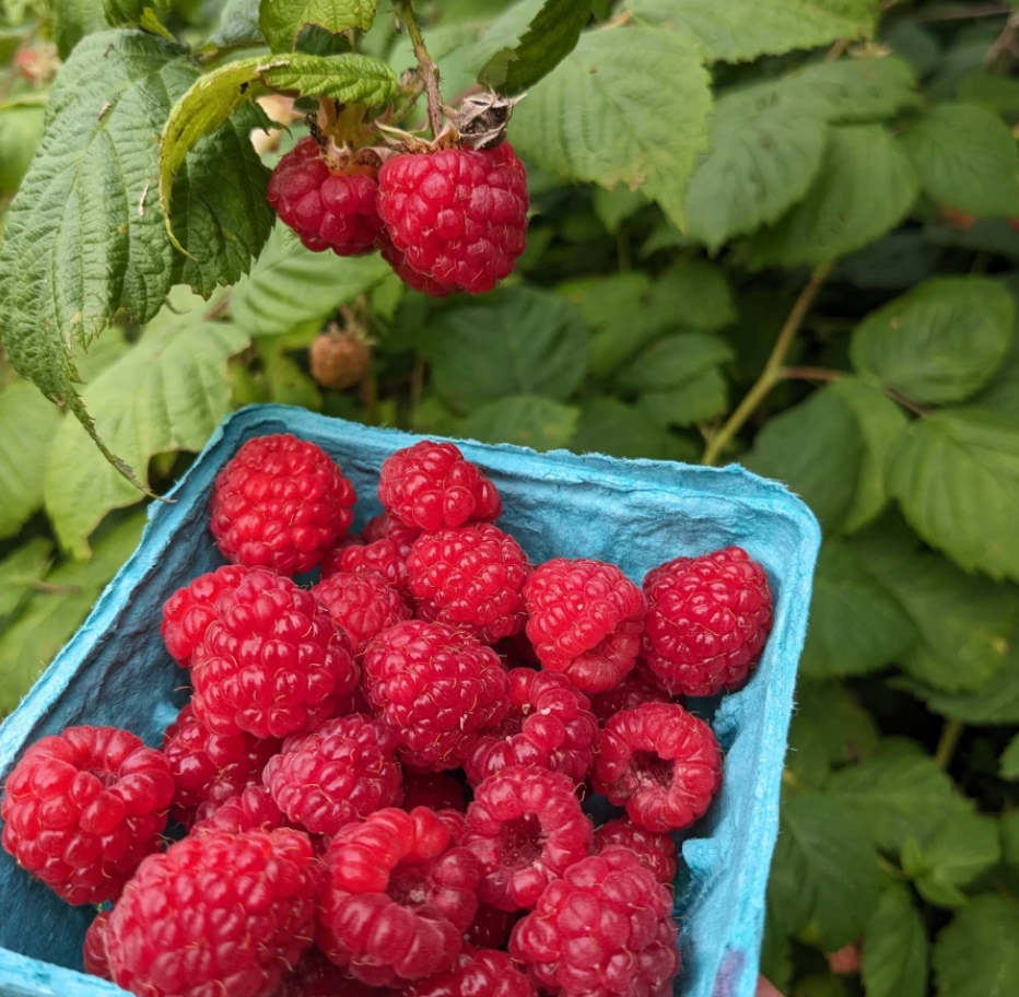Raspberry Rhubarb Jam