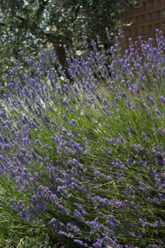 Lavender Skin Cream