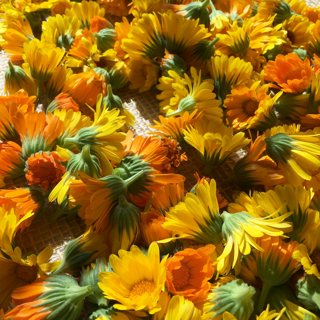 Organic Dried Calendula Blossoms