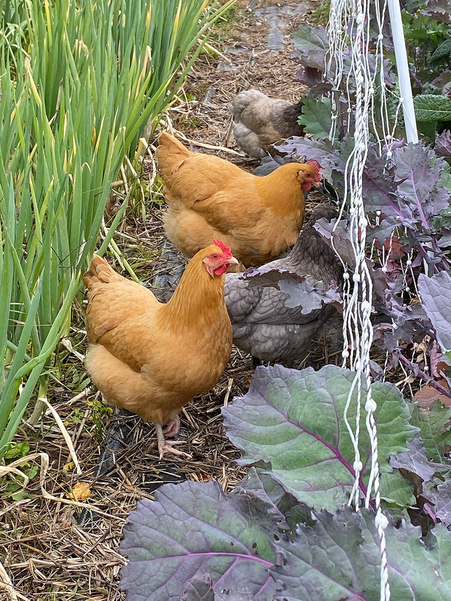 Fuller Mountain Farm Eggs