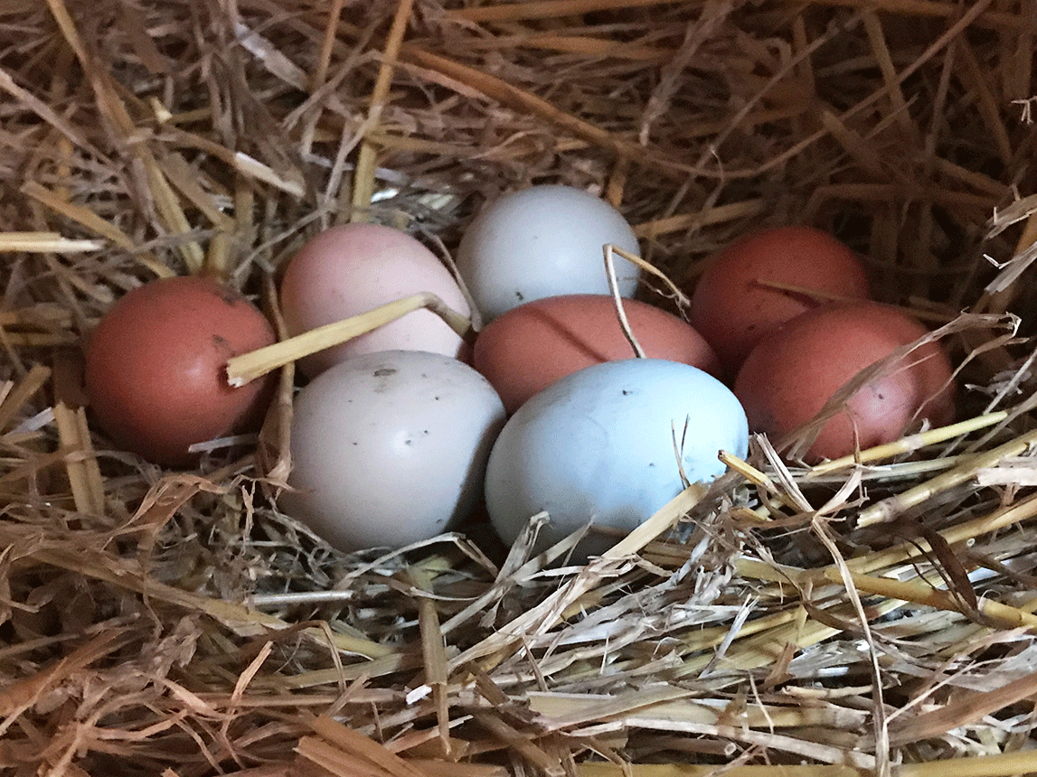 Fuller Mountain Farm Eggs