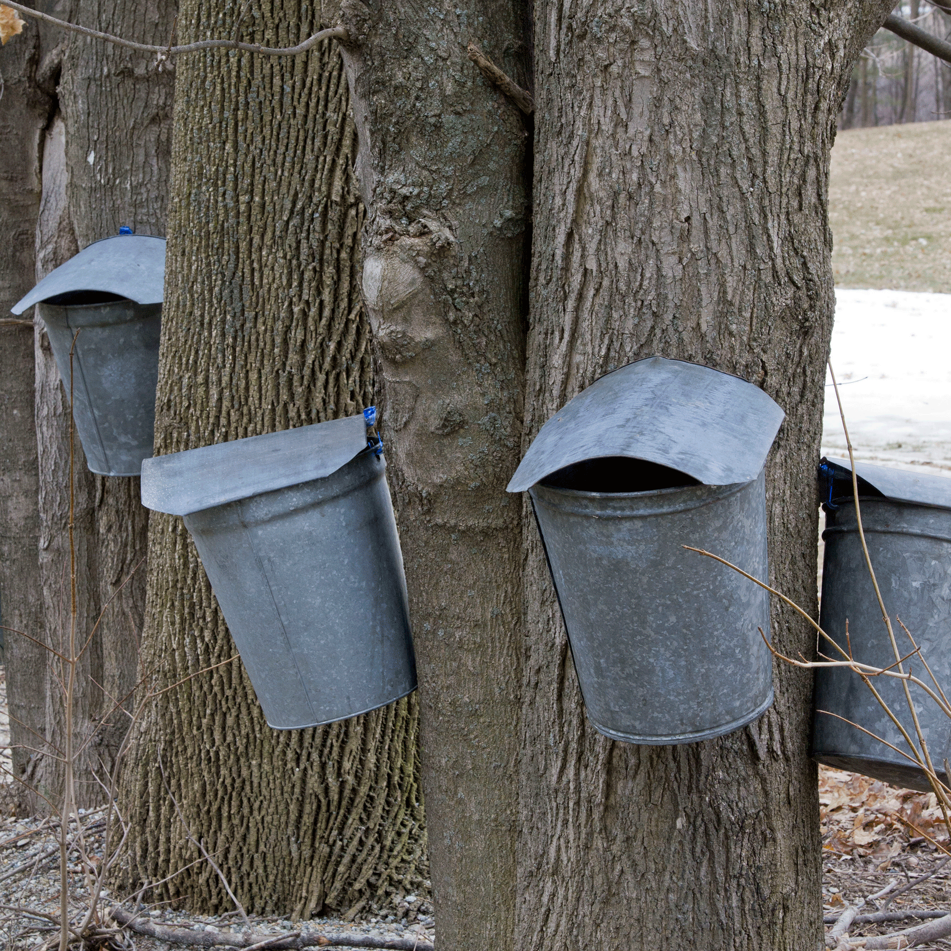 Wood-Fired Vermont Maple Syrup